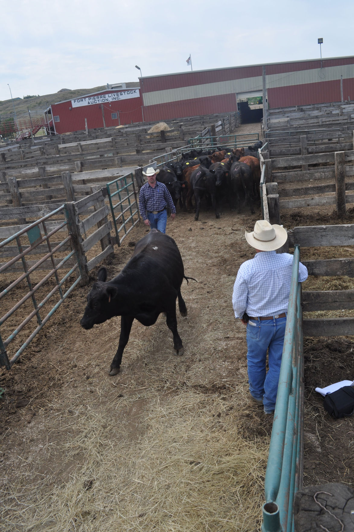 Cain vs. Abel In SD, crop agriculture generates twice as many jobs as