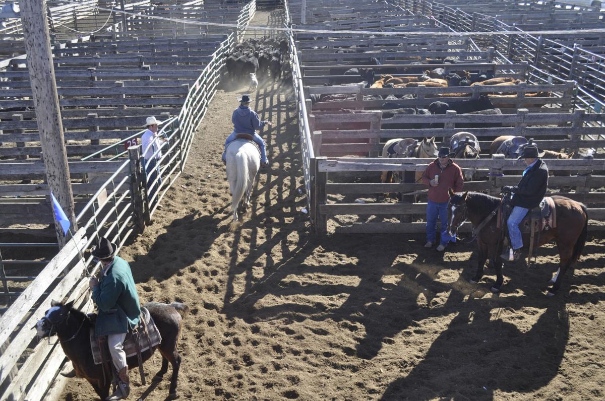SD cattle producers and sales barns working to avoid what happened to