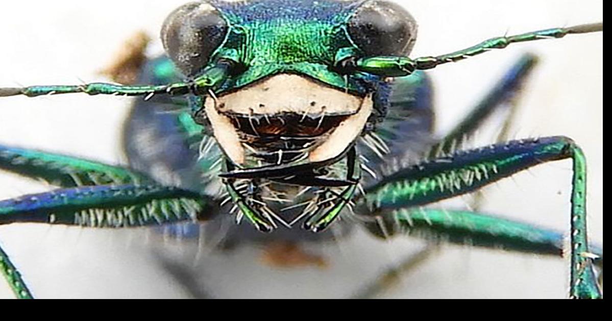 SCORES & OUTDOORS: Was it an emerald ash borer, or a 6-spotted green tiger  beetle? - The Town Line Newspaper