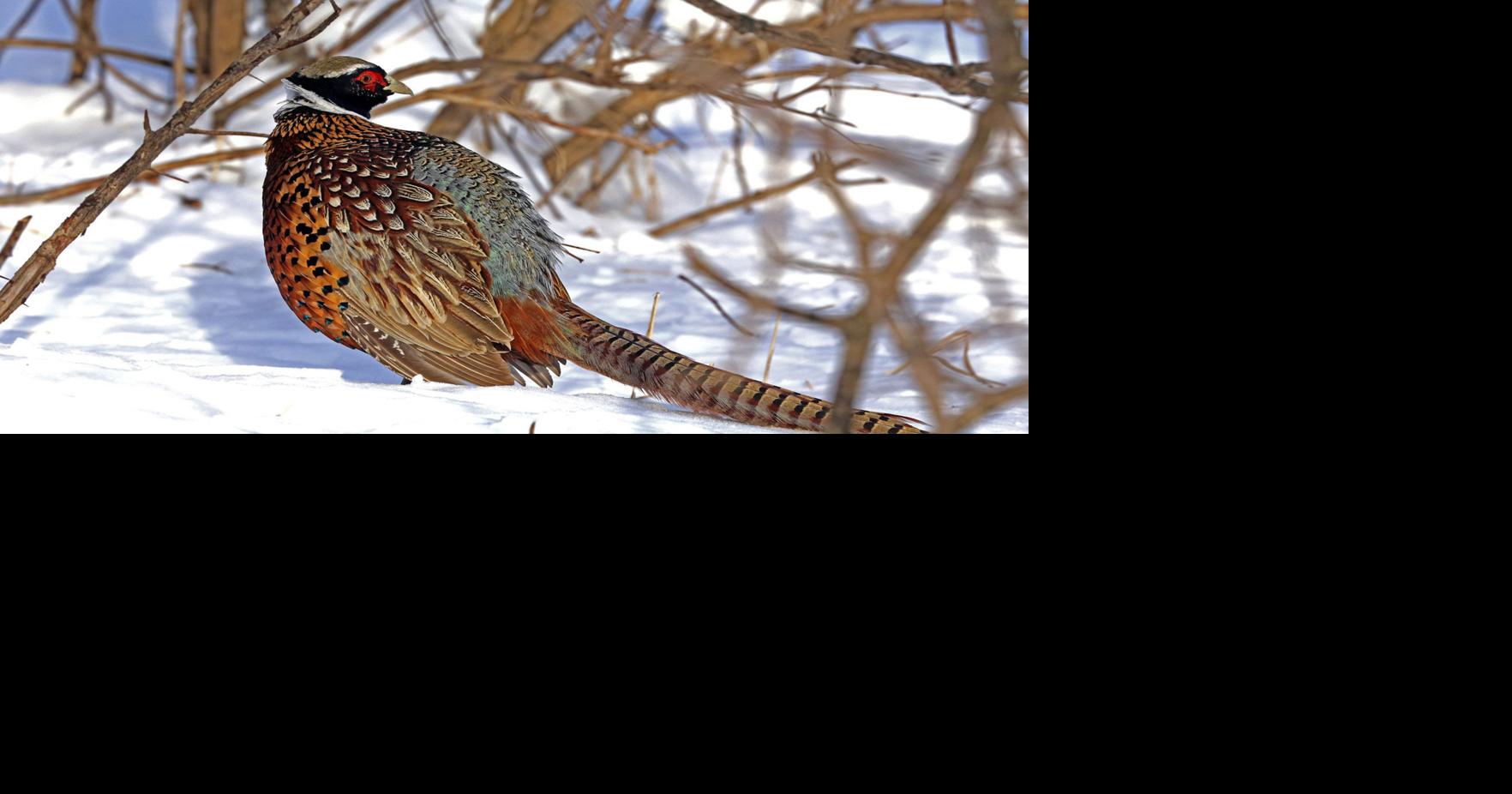 Oh, shoot Minnesota pheasant season opens with numbers down News