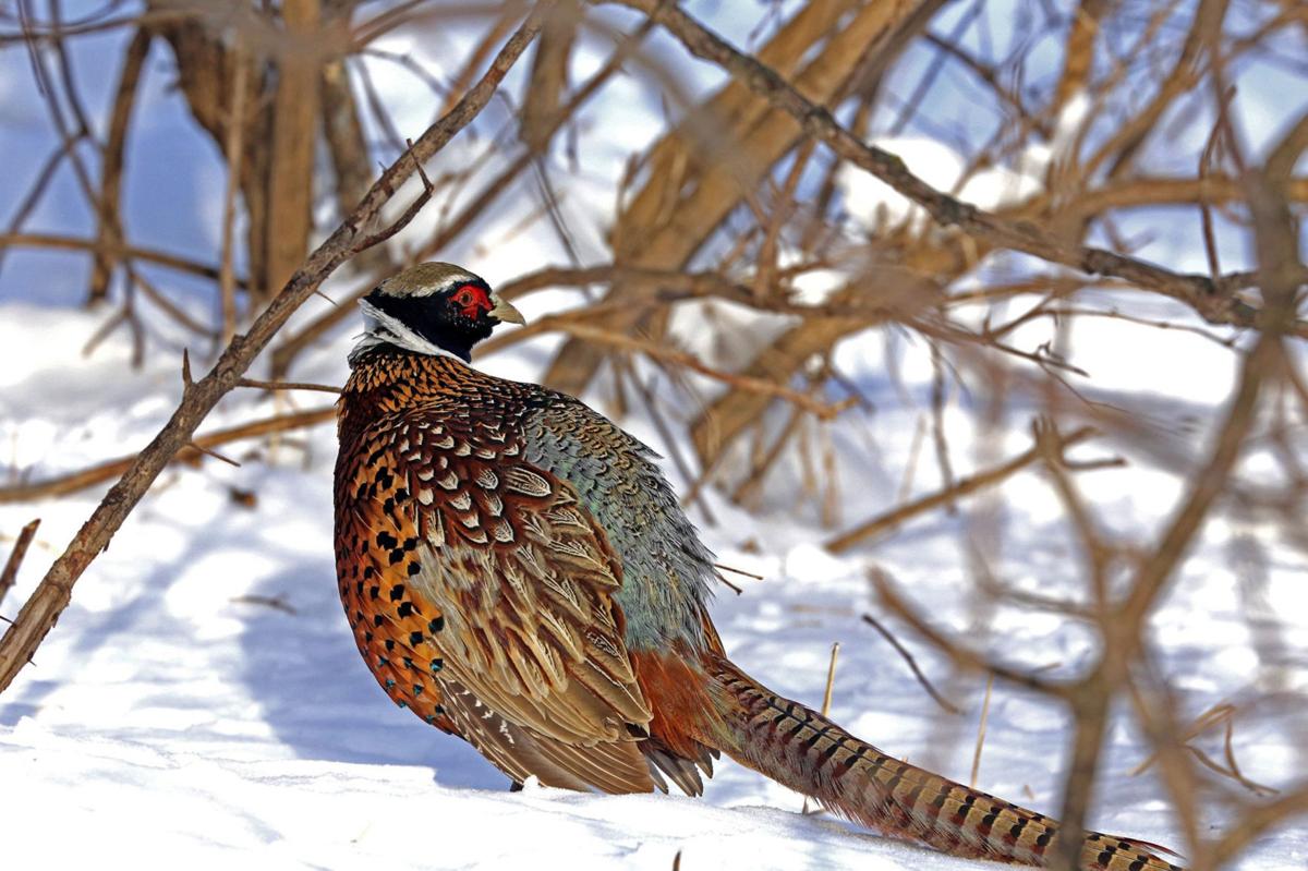 Oh, shoot Minnesota pheasant season opens with numbers down Local