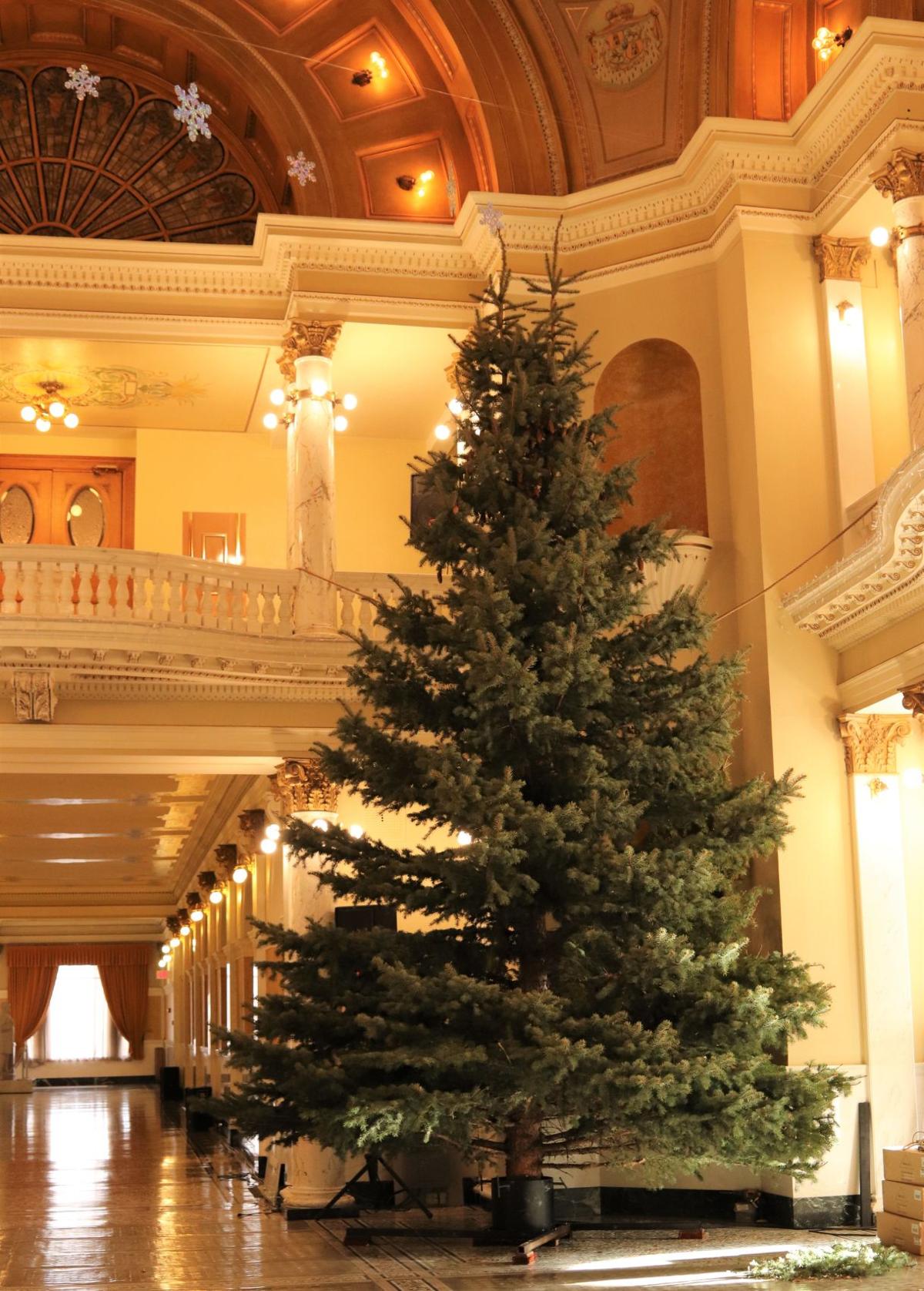 The 2019 Christmas tree in the SD Capitol Rotunda grew up in Pierre