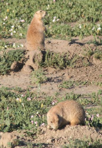 do prairie dogs have the plague