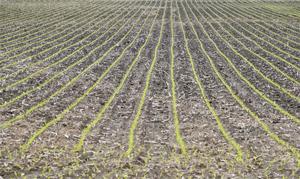 Agronomists: SD farmers might need to switch corn varieties as planting goes late