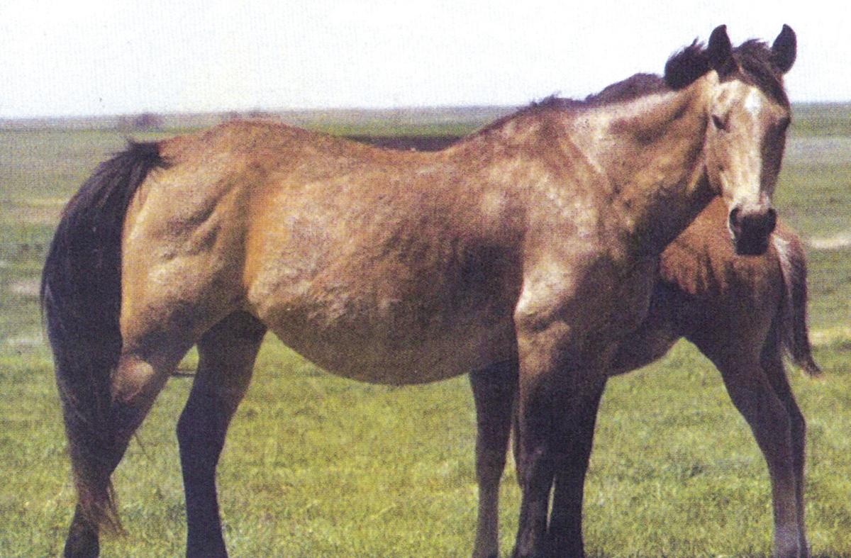 Only SD Quarter Horse in national Hall of Fame and Red Steagall