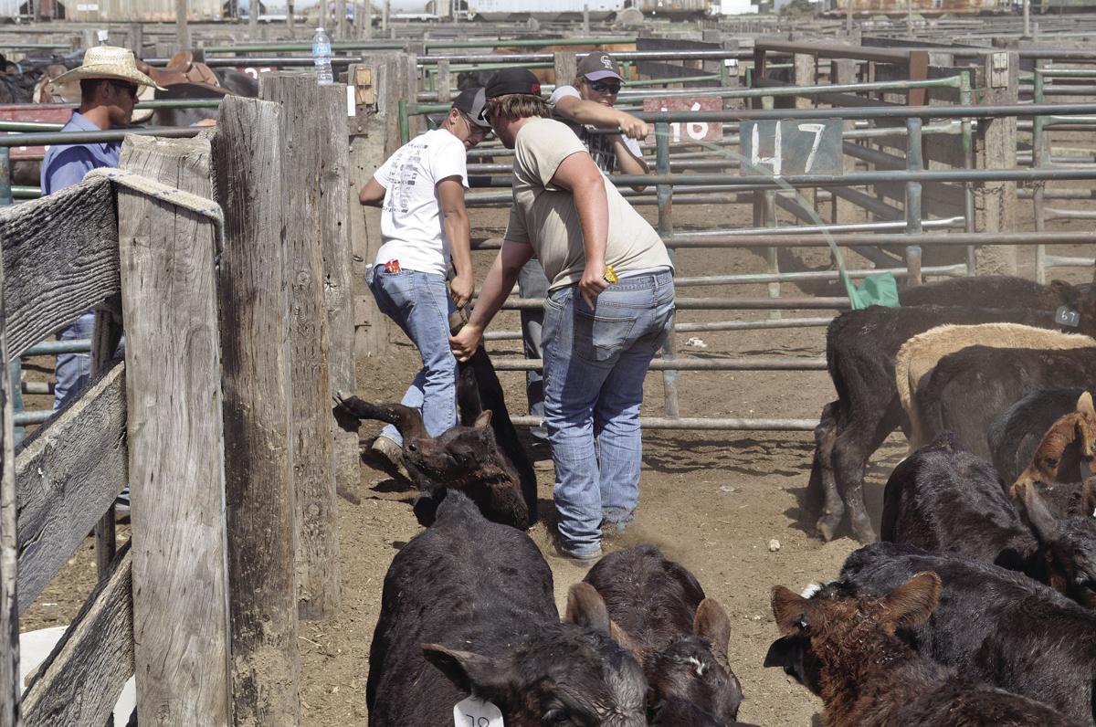 South Dakota livestock producers lack state protection at video sales