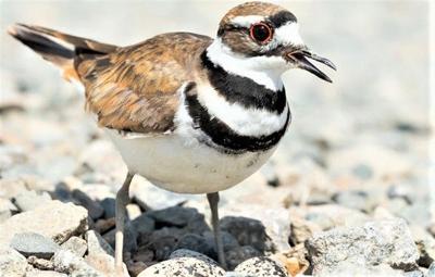 killdeer capjournal distraction broken wing uses common bird prey search stopping seize onward dashing forages distance ground running then short