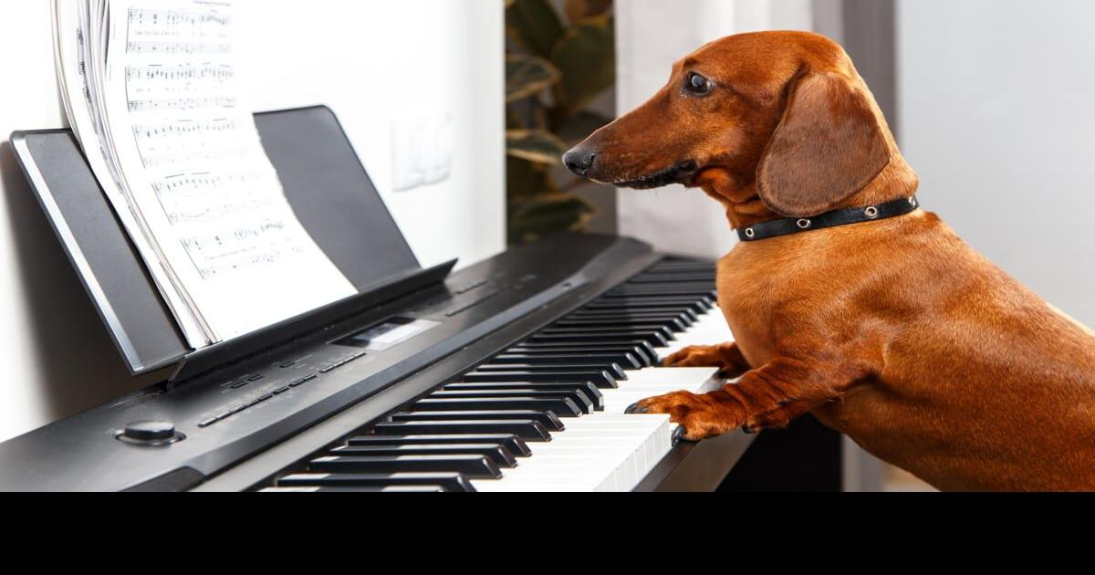 why does my dog howl when i play piano