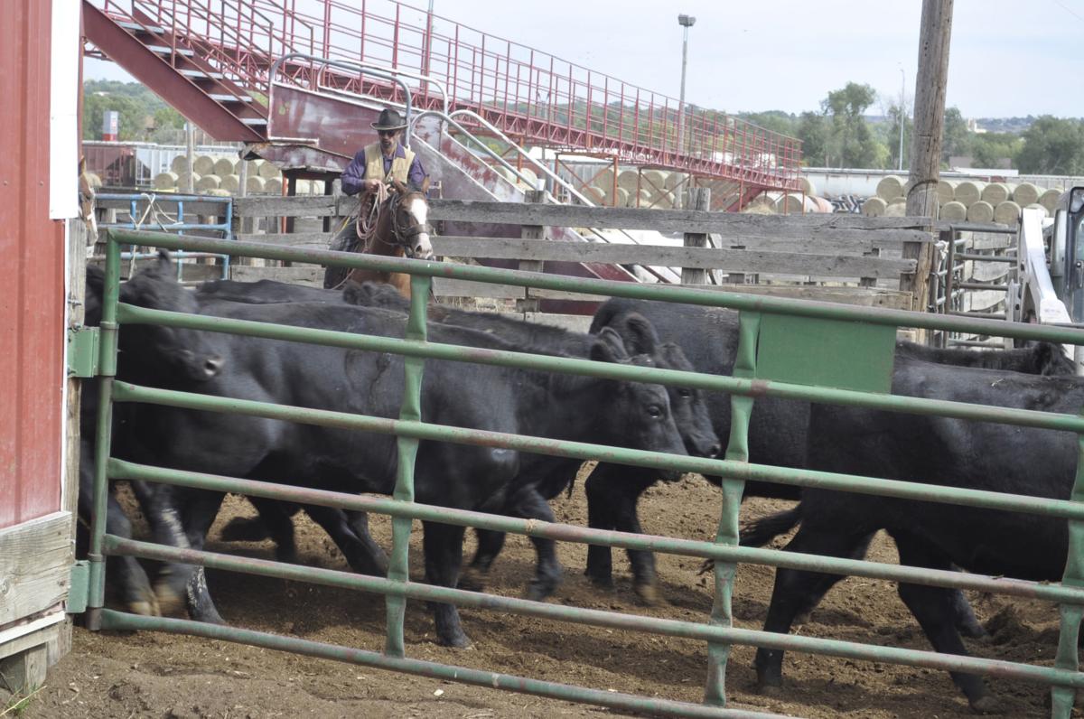 Prices low as first fall calves hit auction rings around SD Local