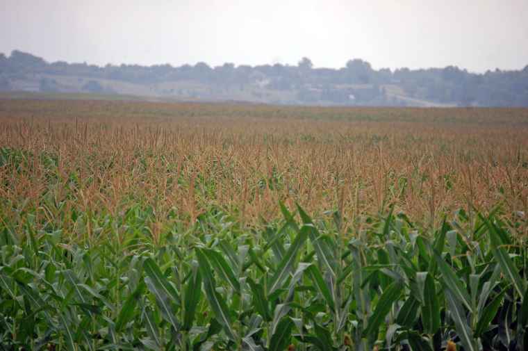 US Cash Grains-River corn, soy bids extend losses ahead of harvest