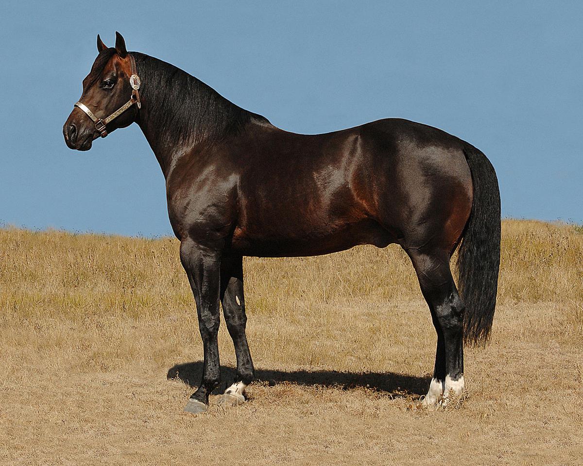Pierre Cutting Horse Cat King Cole Now World Champ Retires To
