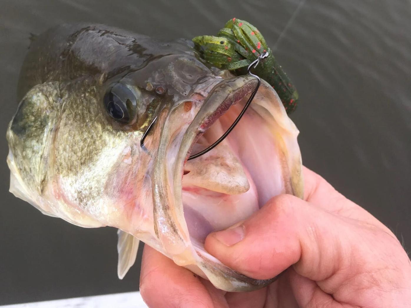 Large Mouth Bass Fishing with Plastic Worm Lure Editorial Photo