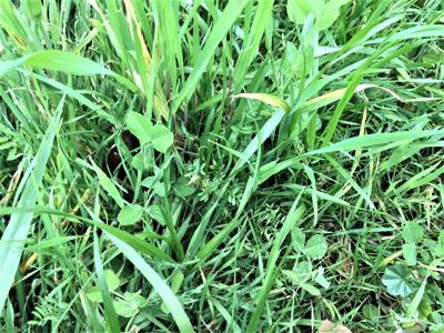 Cover Crops in a Garden | Community | capjournal.com