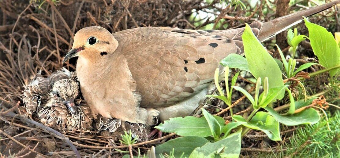 images What Does A Mourning Dove Look Like mourning dove a north american