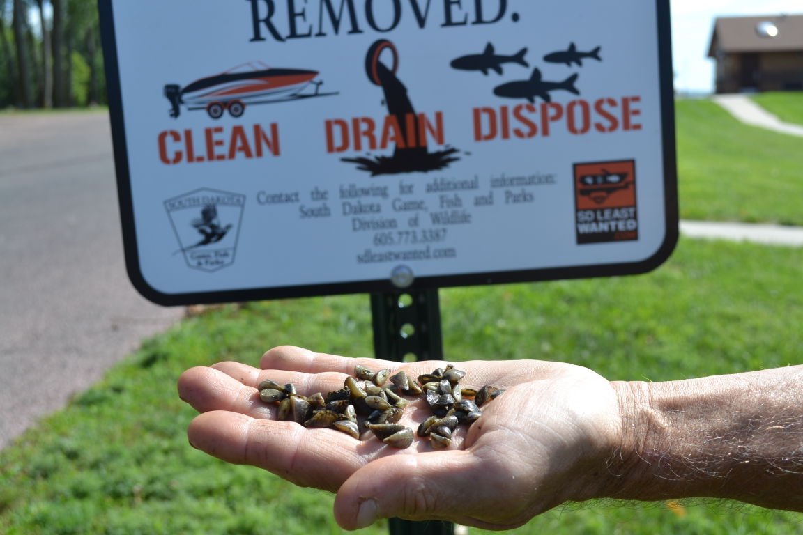 Game and Fish biologists offer more regs against zebra mussels Local