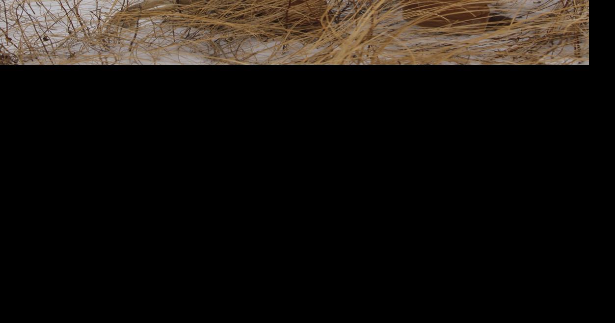 Trapping faces possible changes in South Dakota Local News Stories