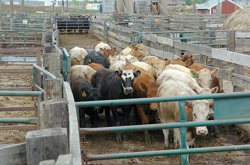 Autumn Calf Sales Are A Weaning Deal At Fort Pierre Auction Local News Stories Capjournal Com