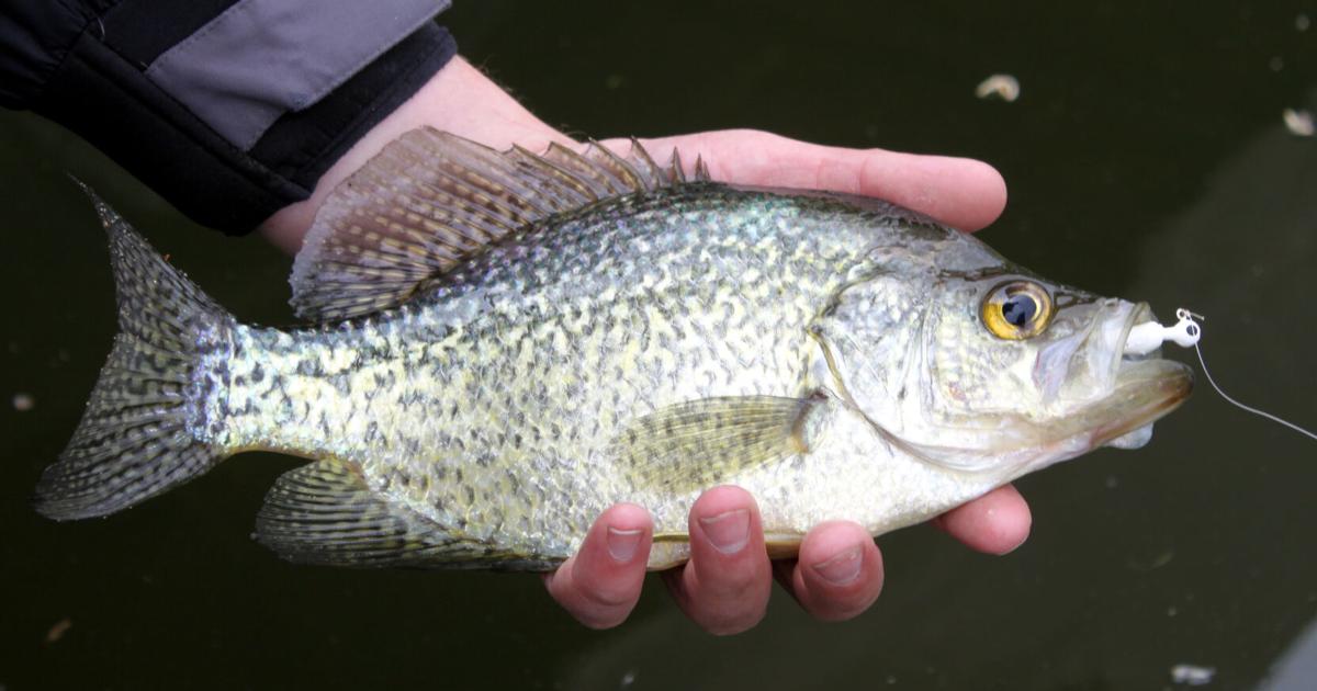 Our Outdoors: Selective Thinking | News | capjournal.com