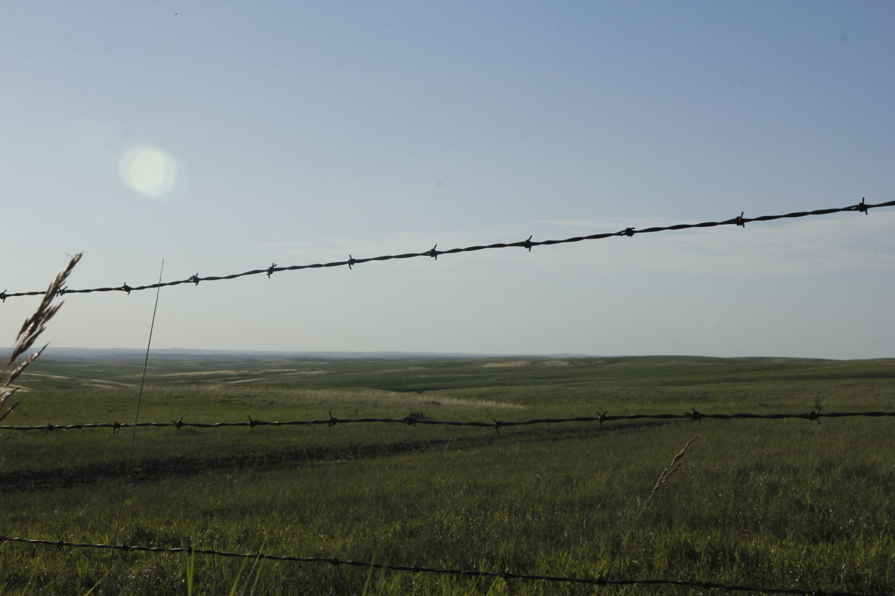 buckthorn barbed wire