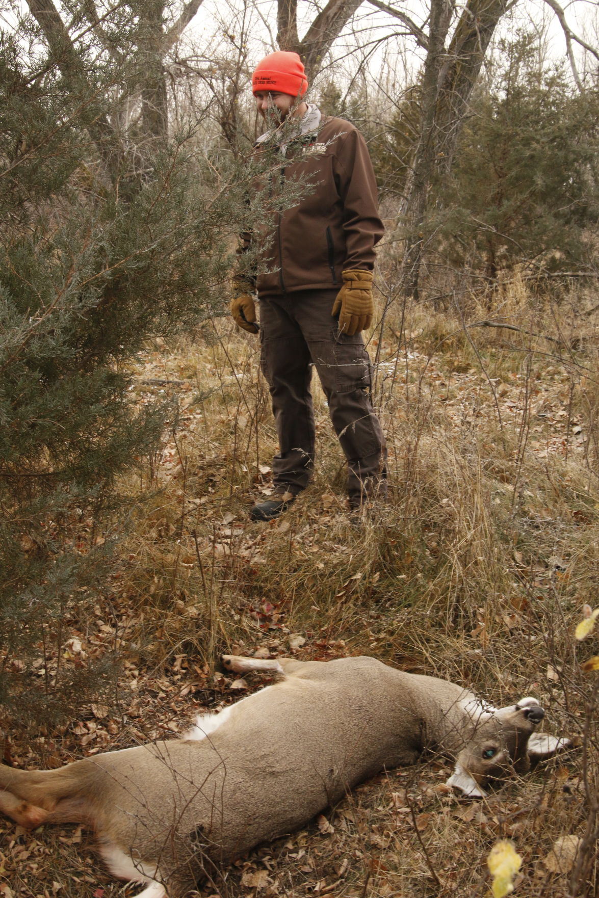 Fewer deer hunting licenses likely for next two seasons Local News