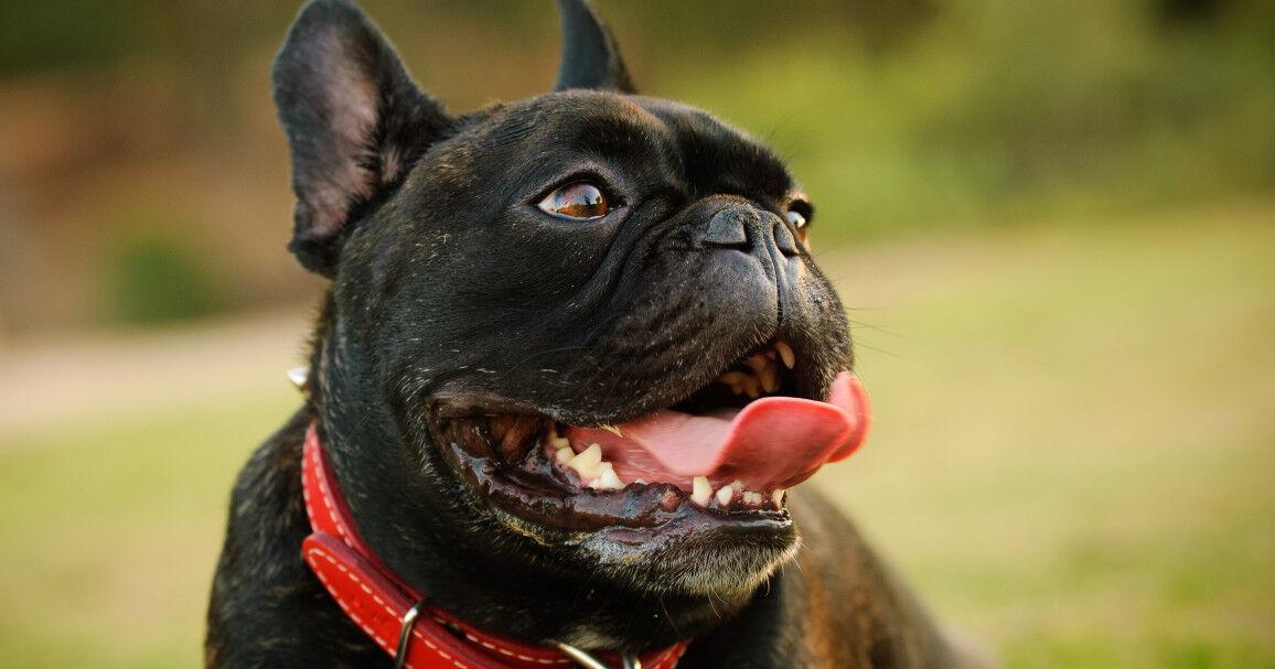 These Popular Dog Breeds Struggle to Breathe: Study Reveals the Worst Offenders