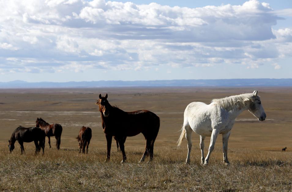 Wild horse herd moved from old Triple U near Fort Pierre to Butte County ranch