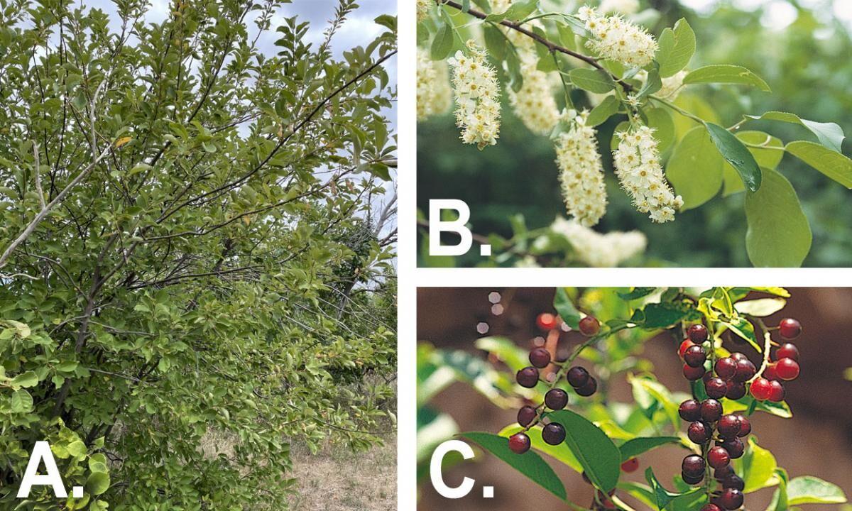 Poisonous Plants On The Rangelands Woody Species Community Capjournal Com