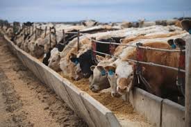 Concentrated Animal Feeding Operations Training in Huron on Dec 5, 2018 |  Local News Stories 