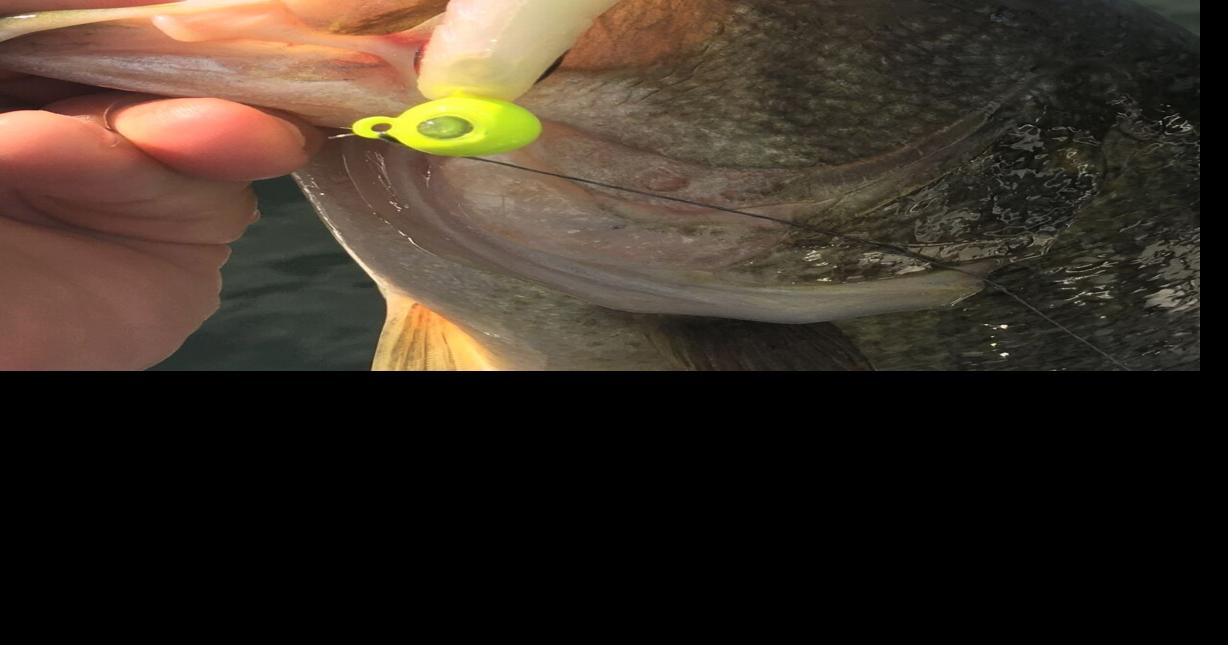 Our Outdoors Catch their eyes with a little twitch Outdoors