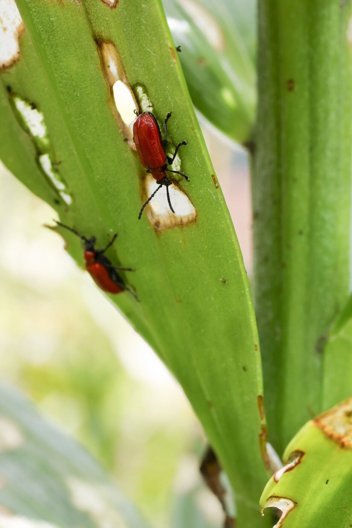 Wisconsin gardeners, watch out for these invasive insects | News ...