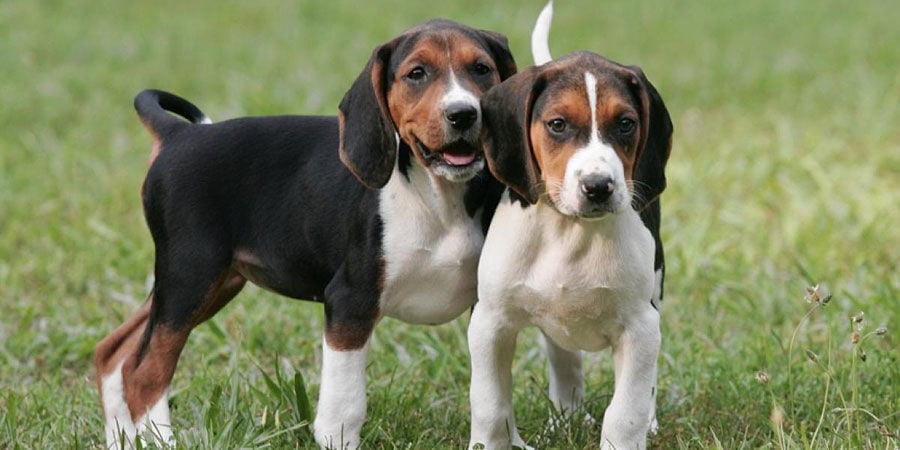 Treeing walker cheap coonhound breeders