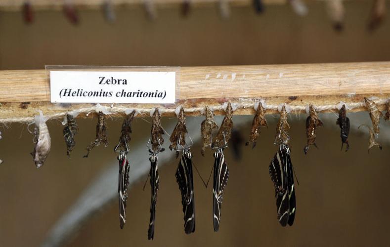 Photos Butterflies at Olbrich Gardens Local News