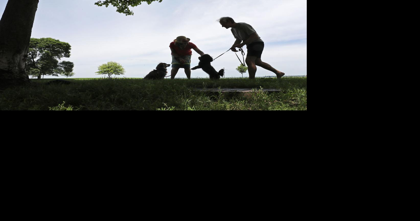 Dane County leaders approve raising dog license fees more gradually | Government