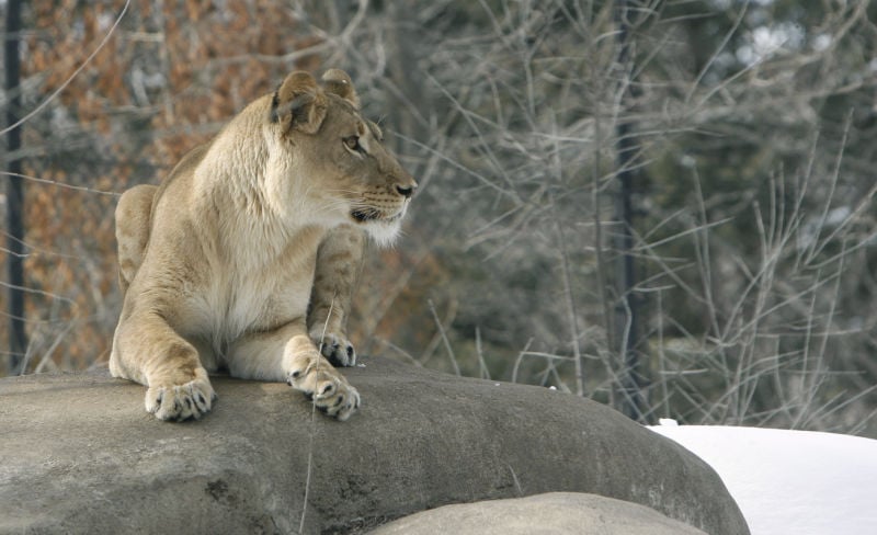 Photos: New lion at Henry Vilas Zoo | Local News | captimes.com