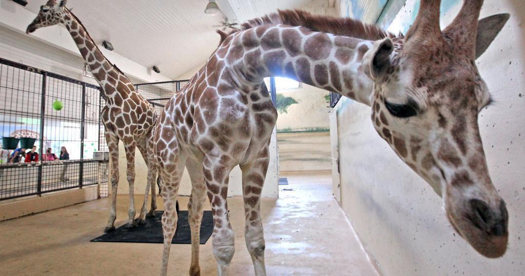 Henry Vilas Zoo delays construction plans for new giraffe exhibit ...