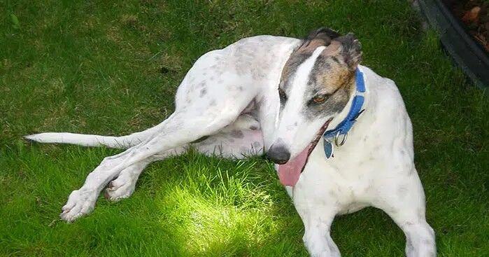 The rise and fall of the dog-racing craze