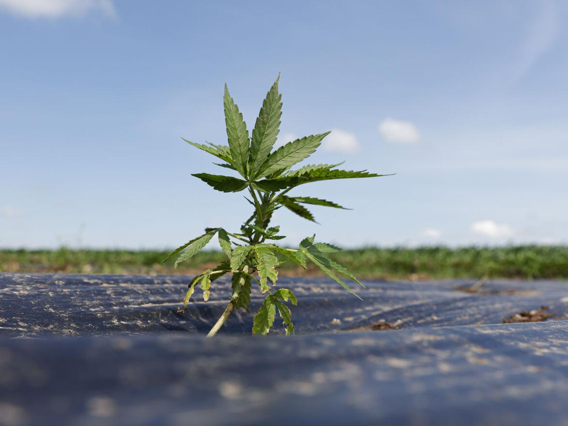 Stoughton project aims to preserve hemp as part of Hmong traditions