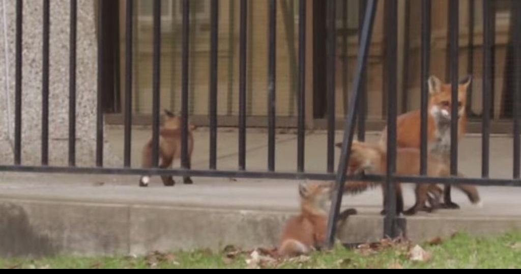 Help name the UWMadison family of foxes Writers