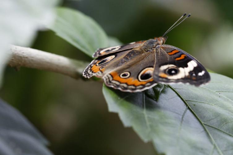 Photos Butterflies at Olbrich Gardens Local News
