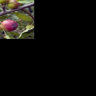 John Nichols: Henry David Thoreau and Wisconsin’s wild apples