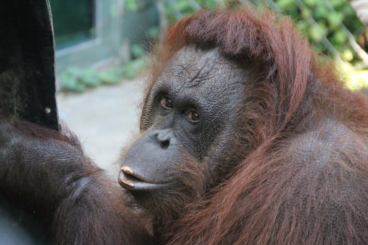 Chelsea Orangutan
