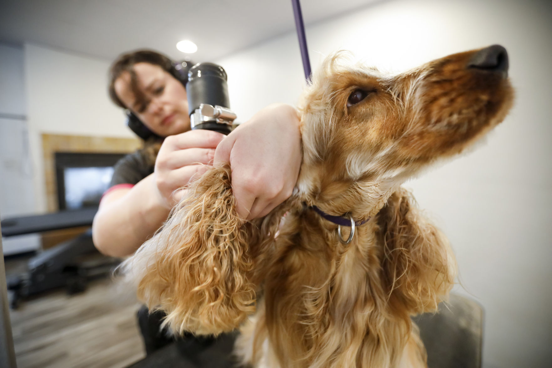 Prize winning Madison dog groomer seeks dog loving apprentices