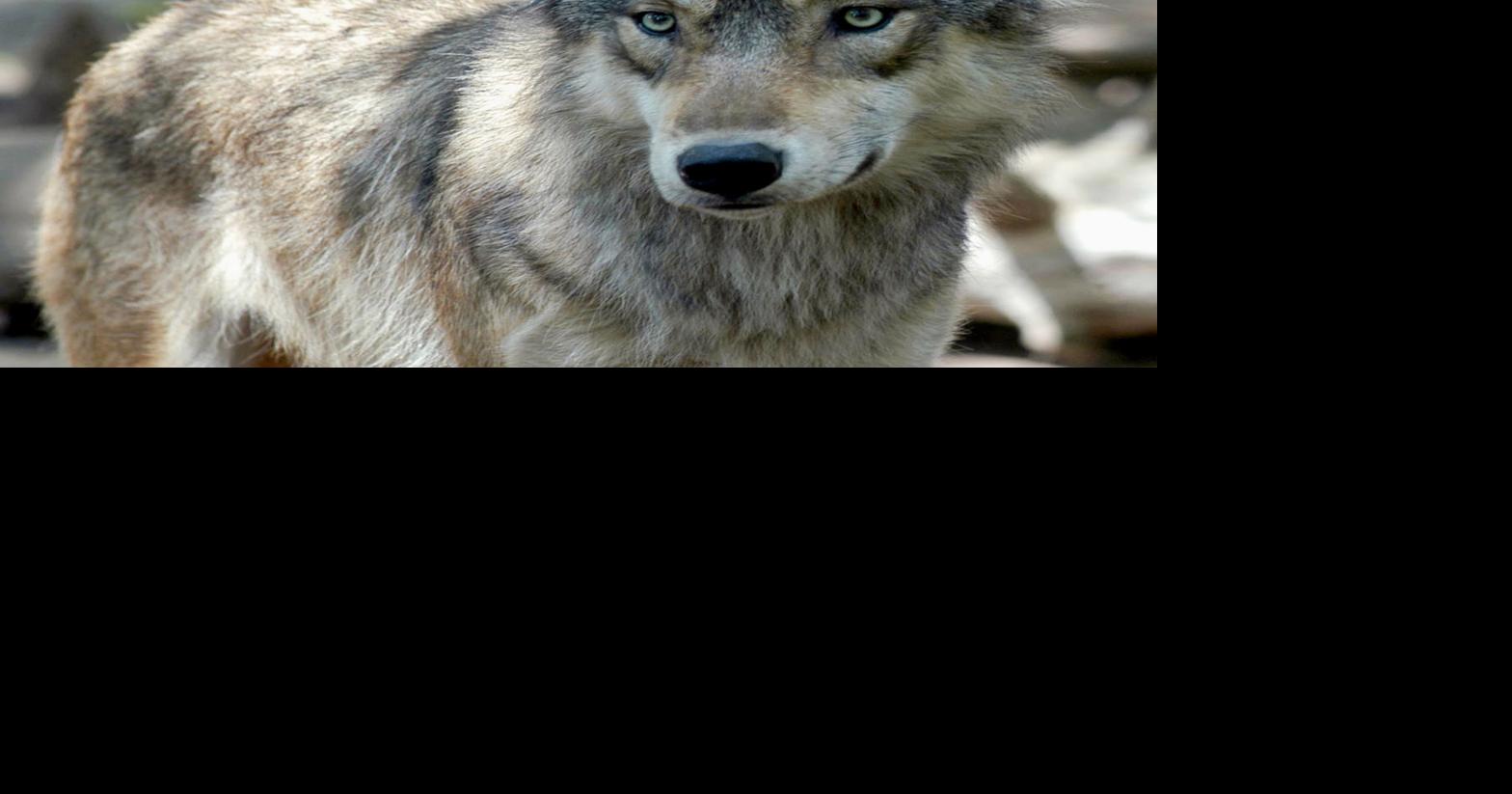 Dane County judge blocks fall wolf hunt in Wisconsin | Government ...