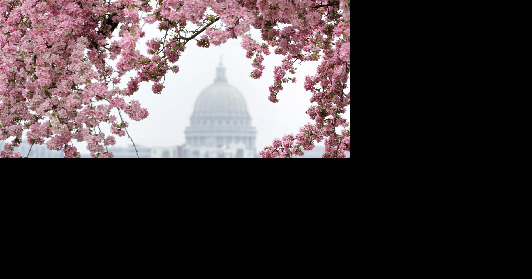 Yes, allergy seasons are getting worse, Madison doctor says