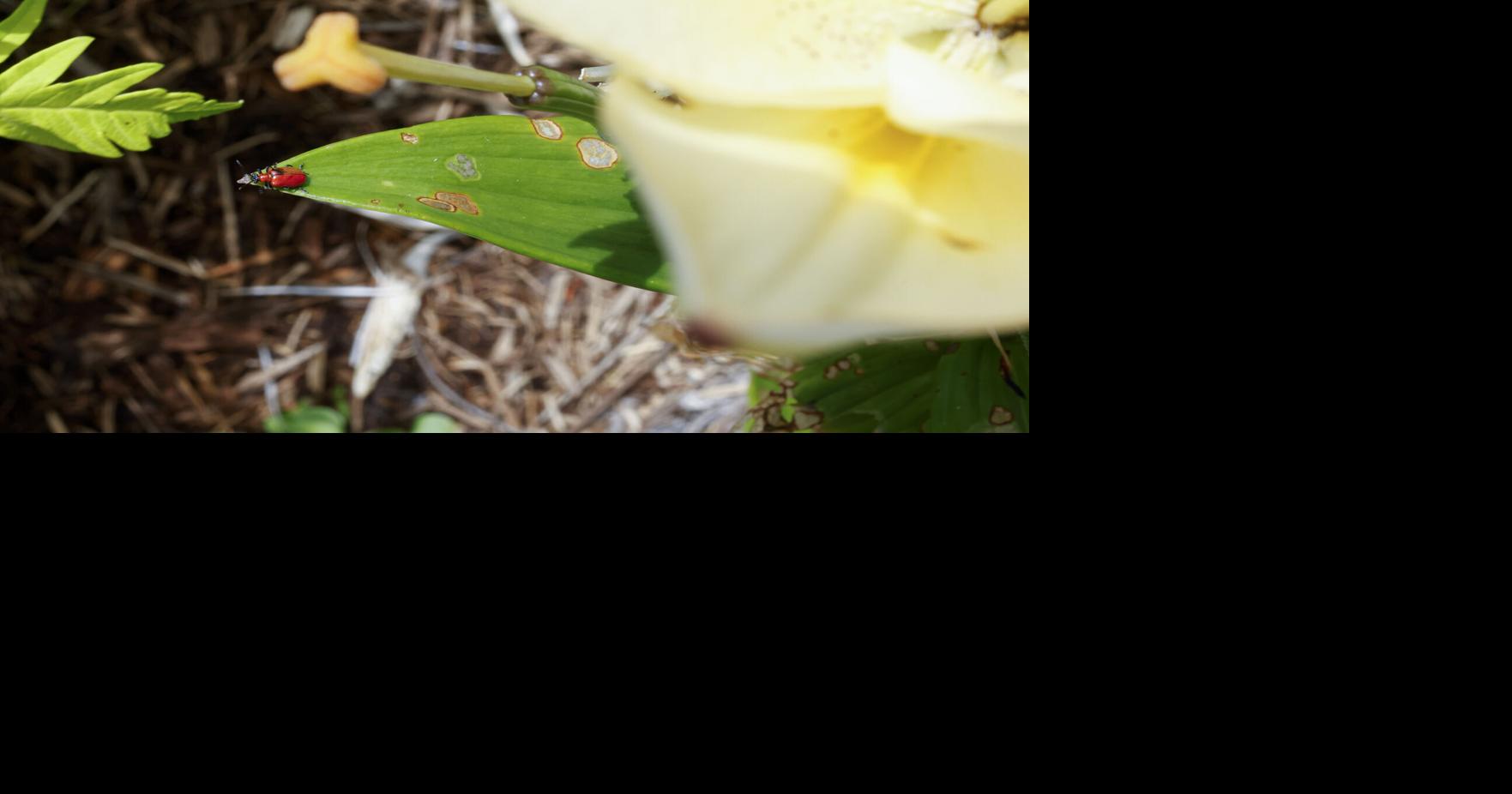 Wisconsin gardeners, watch out for these invasive insects | News ...