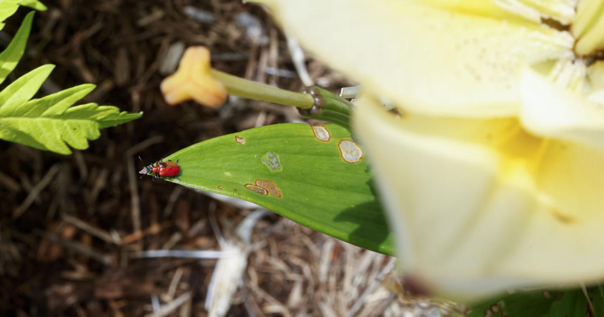 Wisconsin Bug Infestation Wisconsin gardeners, watch out for these invasive insects | News ...