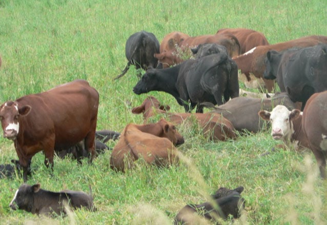 The Cows Come Home to UW–Madison's Dairy Cattle Center - Mid-West