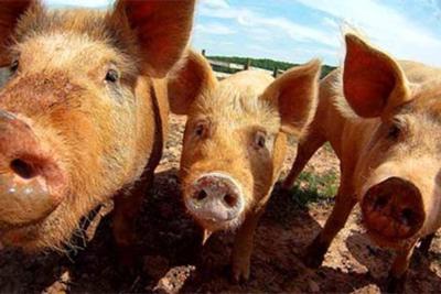 Bill Berry: ‘Big hogs’ are pushing around our smaller ag producers