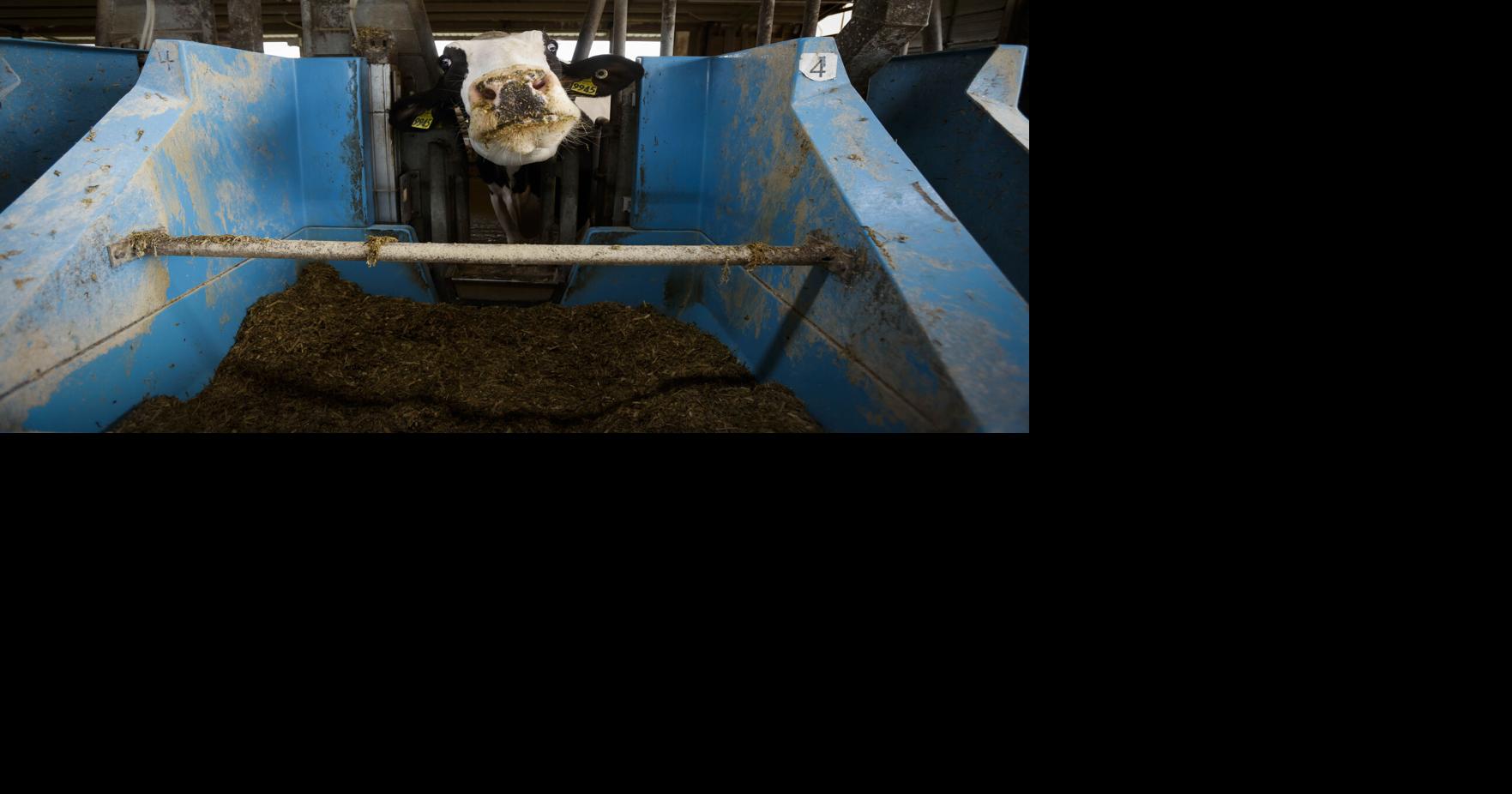 Dairy cows cut the cheese, UW-Madison researchers cut the emissions