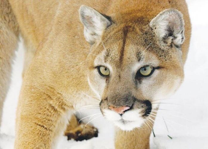 wildcat photography hereford